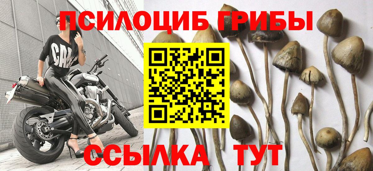 Джанкой  Псилоцибиновые грибы MAGIC MUSHROOMS  купить закладку  Галлюциногенные грибы Psilocybine cubensis  Вход с VPN 