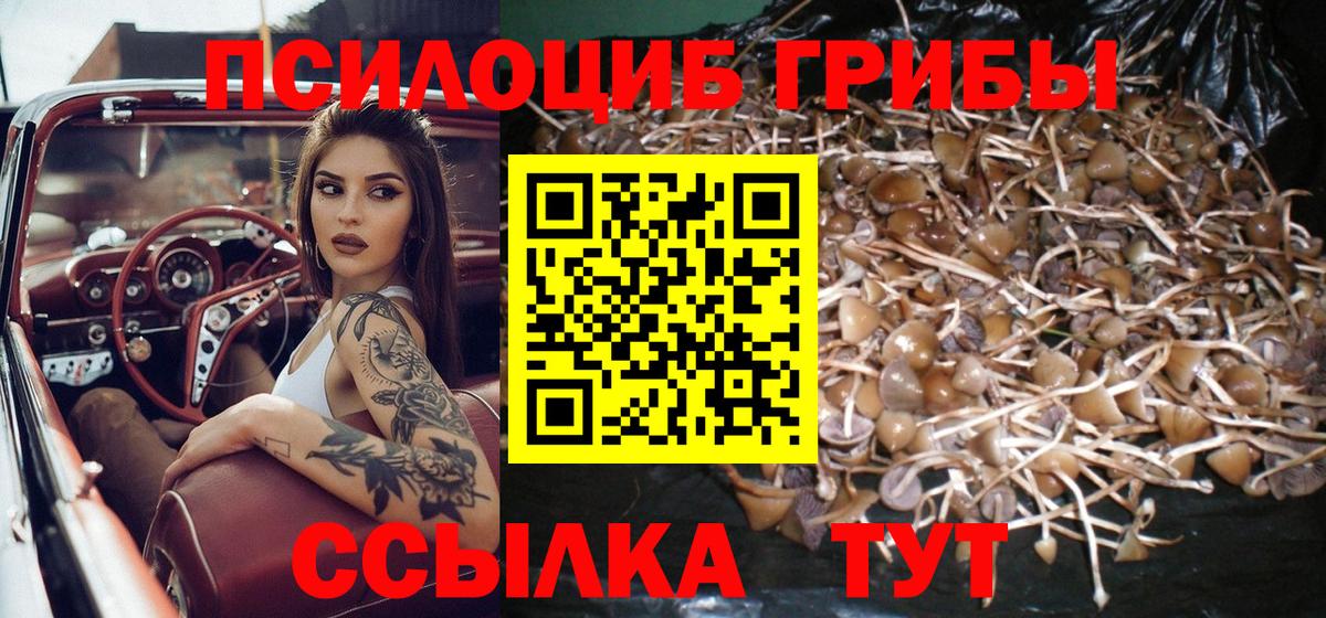Псилоцибиновые грибы Psilocybe Джанкой